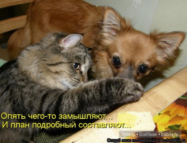 Очередная котоматрица