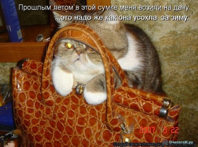 Очередная котоматрица
