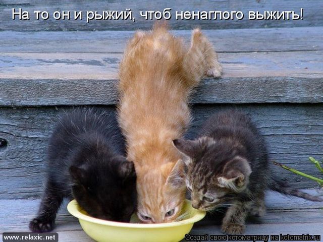 Очередная котоматрица