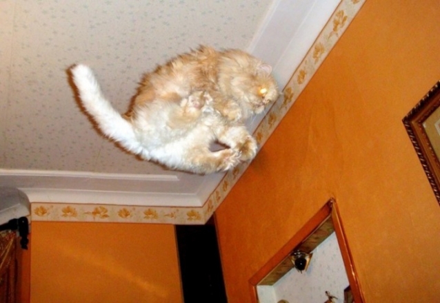 Очередная котоматрица