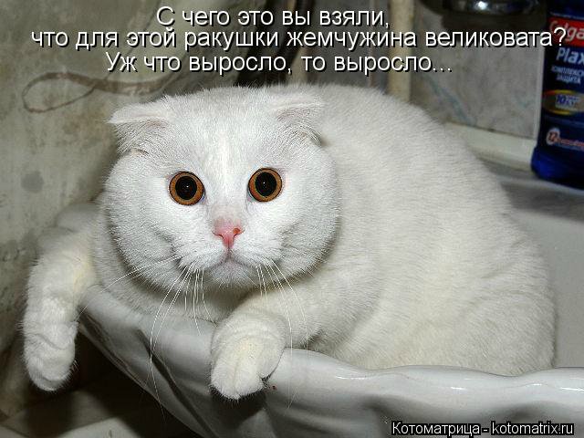 Очередная котоматрица