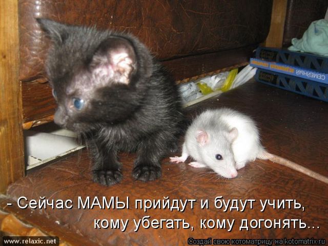 Очередная котоматрица