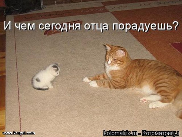 Очередная котоматрица (из интернета)