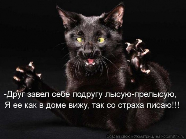 Очередная котоматрица (из интернета)
