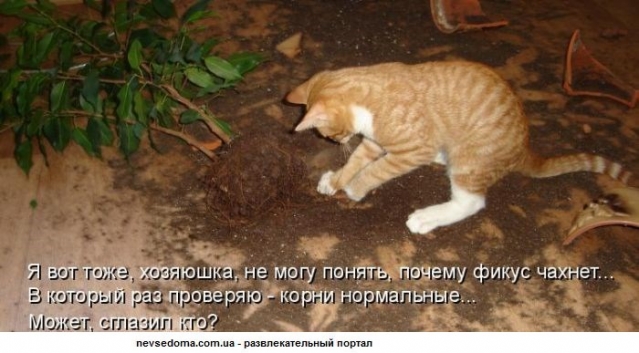 Очередная котоматрица (из интернета)