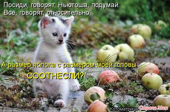 Очередная котоматрица (из интернета)