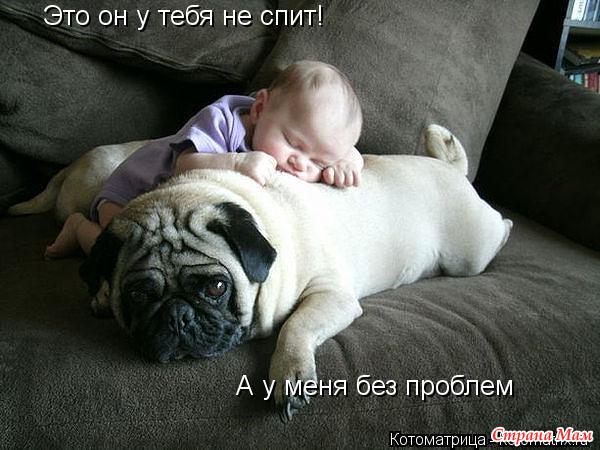 Очередная котоматрица (из интернета)