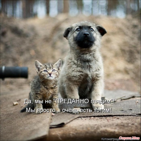 Очередная котоматрица (из интернета)