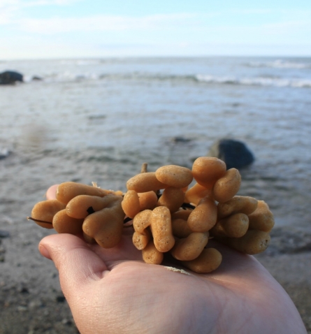 Морская прогулка. Сахалин