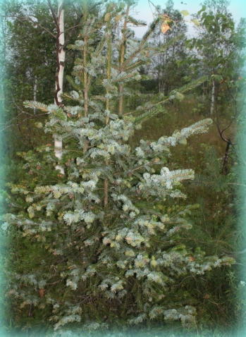 Аэродром,лягушки,краснуха и многое другое....