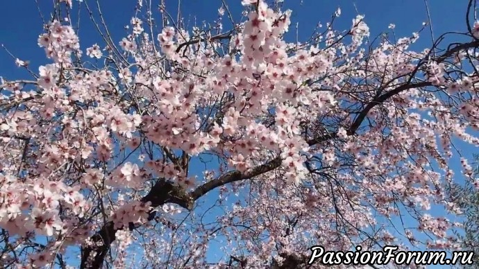 Разные цветы.