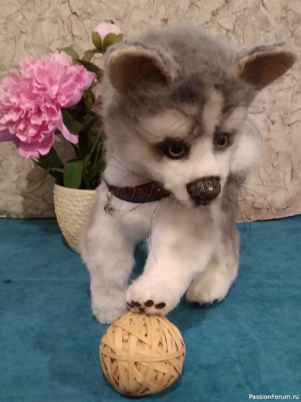 Щенок хаски