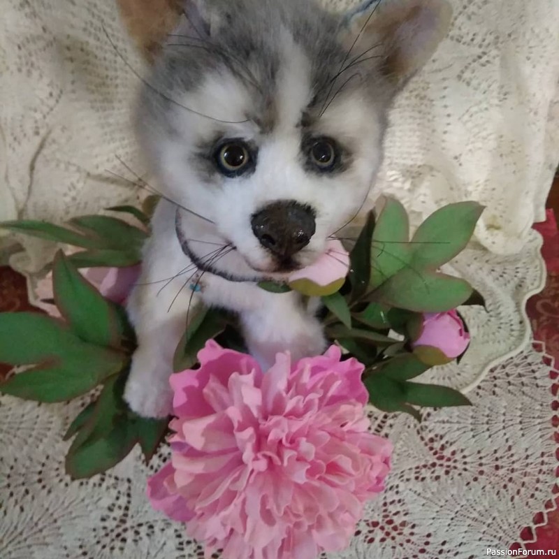 Щенок хаски
