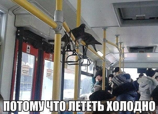 Еще немного юмора.