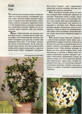 О комнатных цветах