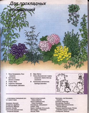 О комнатных цветах