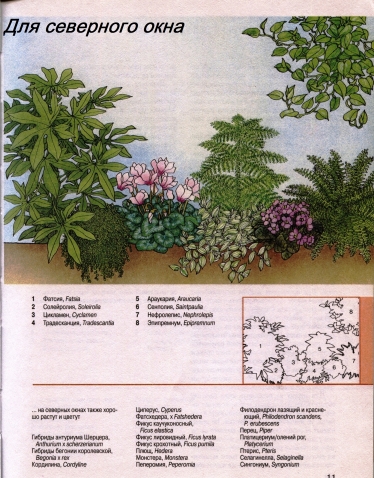 О комнатных цветах