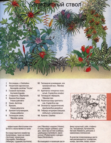 О комнатных цветах