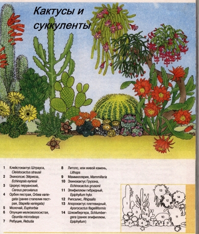 О комнатных цветах