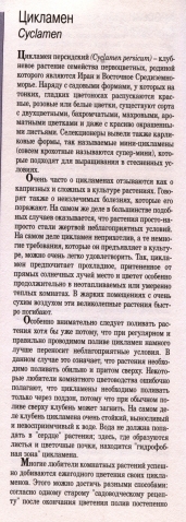 О комнатных цветах