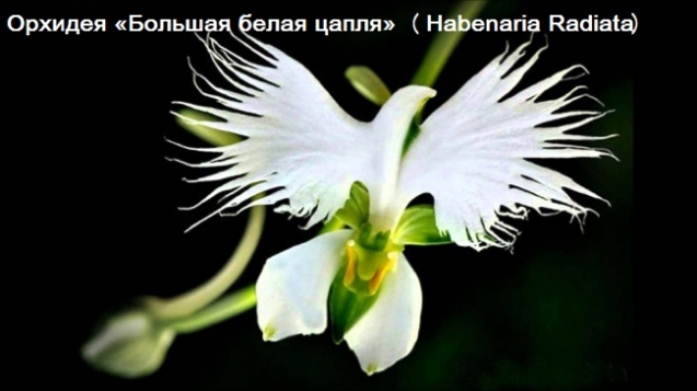 18 цветов, которые выглядят как нечто иное