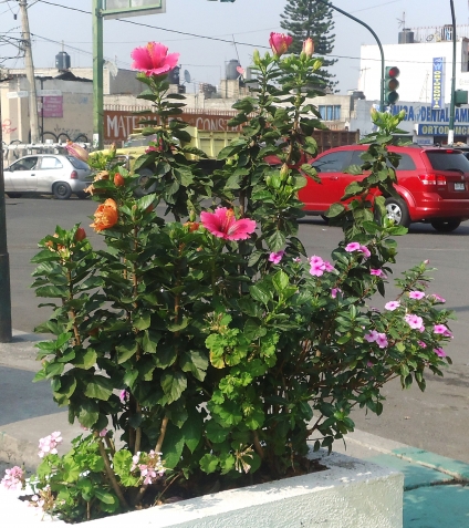 И снова..... лето!