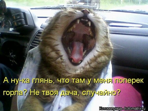 Наши маленькие друзья
