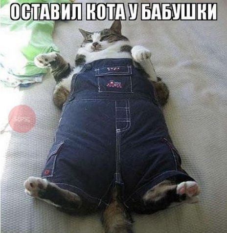 Наши маленькие друзья