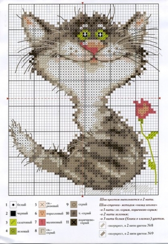 Котики