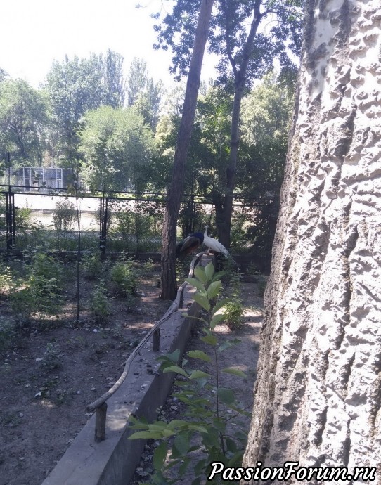 Лето. Алмаатинский зоопарк
