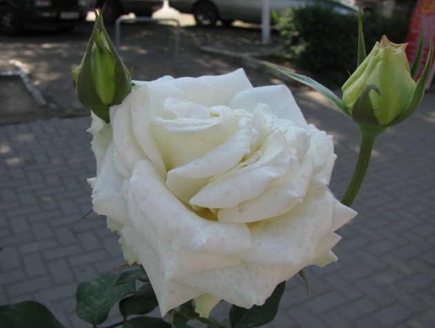 Розы в конце сентября