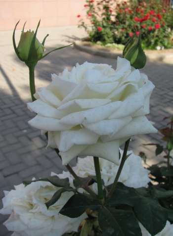 Розы в конце сентября