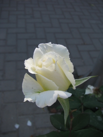 Розы в конце сентября