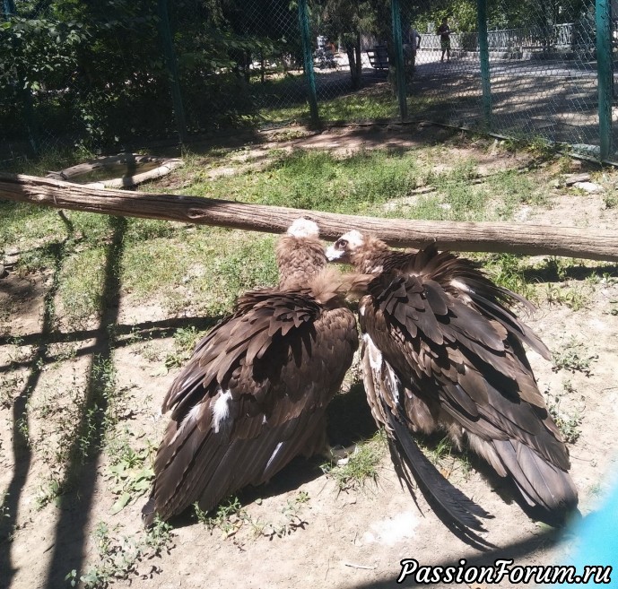 Лето. Алмаатинский зоопарк