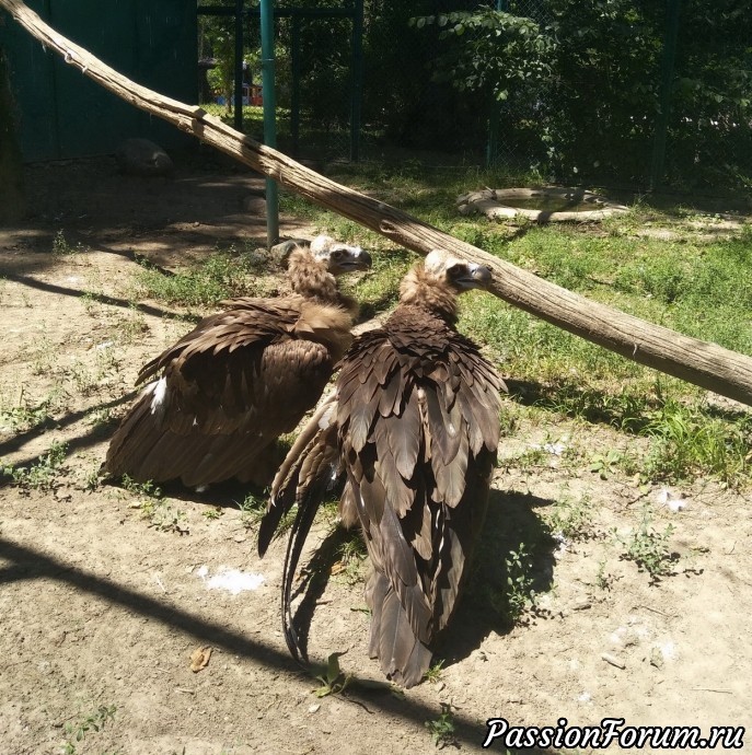 Лето. Алмаатинский зоопарк