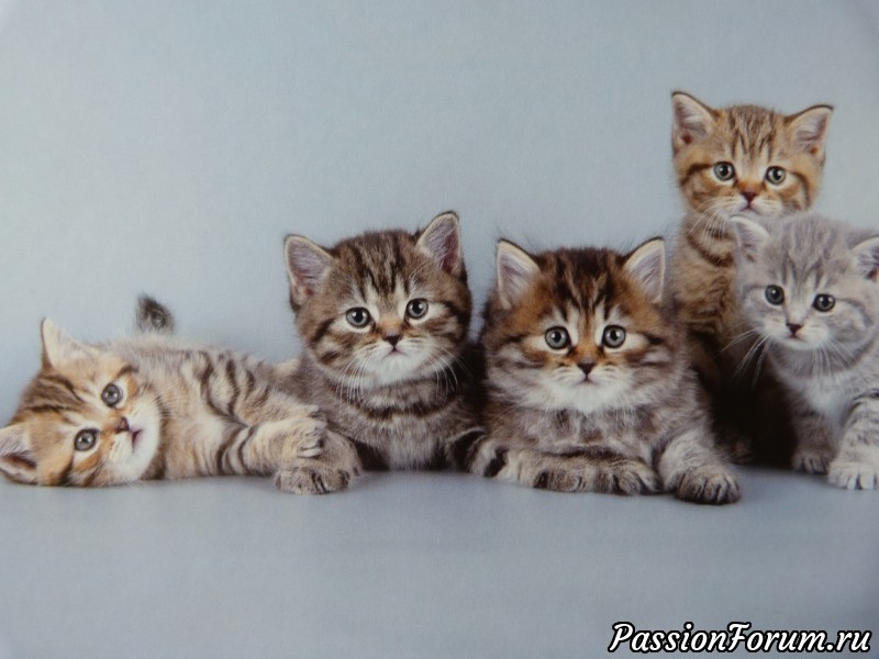 Котята