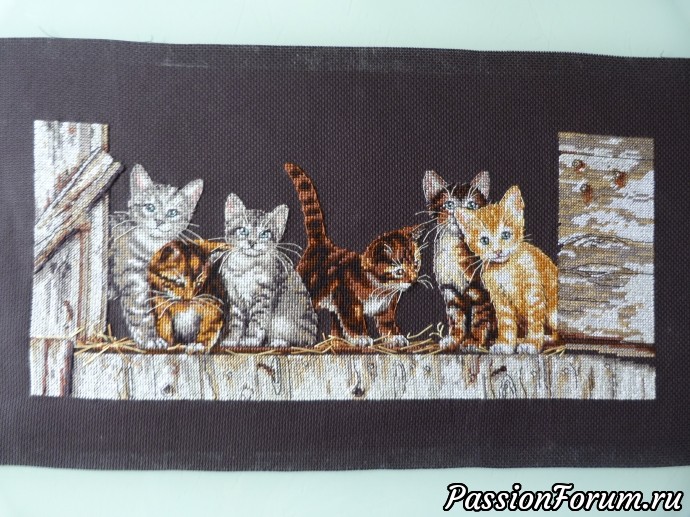 Котята