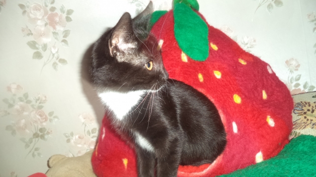 кошкин дом