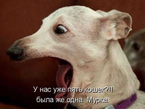 Улыбнитесь, ведь улыбка-это лучик счастья(часть 2)