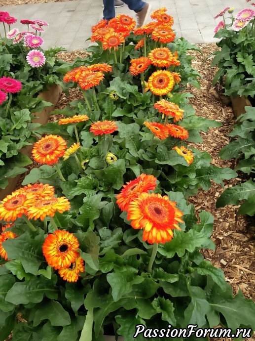 Парк цветов keukenhof это не только тюльпаны. Продолжение. Ландшафтные уголки и другие цветы