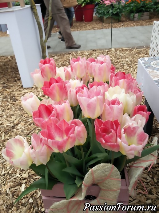 Парк цветов keukenhof это не только тюльпаны