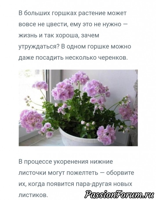Любимые комнатные растения -2. Опять выручает интернет.