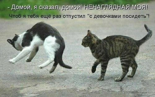 О братьях наших меньших