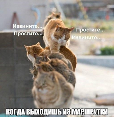 БРАТЬЯ НАШИ МЕНЬШИЕ...чтобы не скучали!