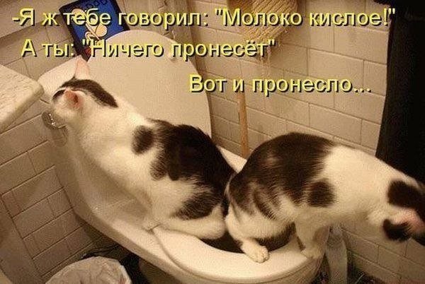 БРАТЬЯ НАШИ МЕНЬШИЕ...чтобы не скучали!