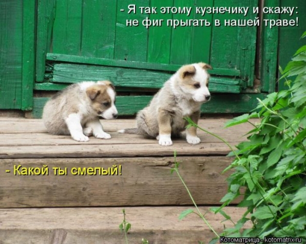 Братья наши меньшие-СУББОТНИЙ ПОЗИТИВ!
