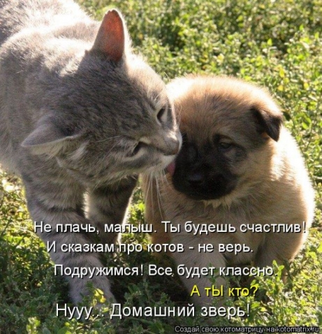 Братья наши меньшие-СУББОТНИЙ ПОЗИТИВ!