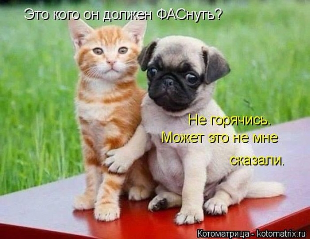 Братья наши меньшие-СУББОТНИЙ ПОЗИТИВ!