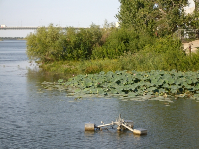 Обещанный лотос
