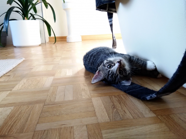 Наши кошачьи новости.